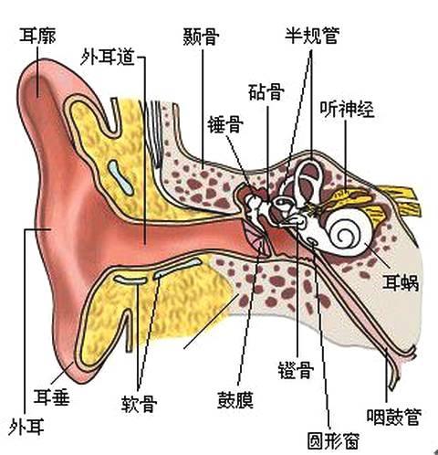 九个月的宝宝耳朵流脓